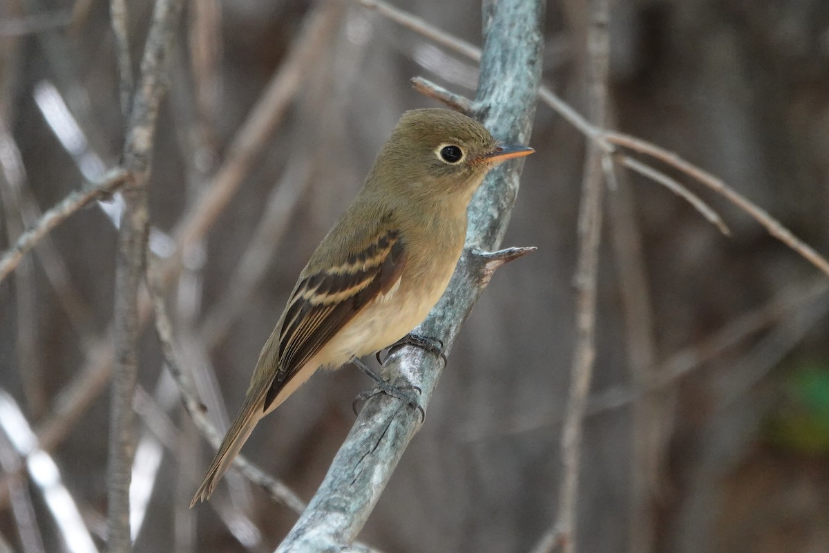 Western Flycatcher (Cordilleran) - ML641727935