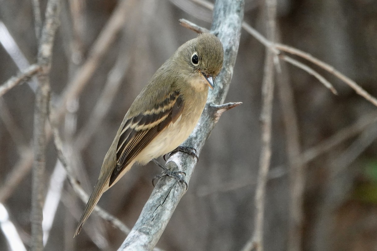 Western Flycatcher (Cordilleran) - ML641727945