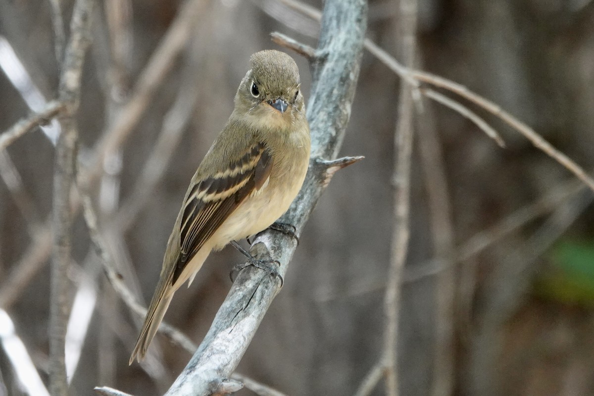 Western Flycatcher (Cordilleran) - ML641727954