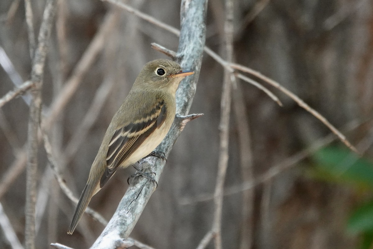Western Flycatcher (Cordilleran) - ML641727957