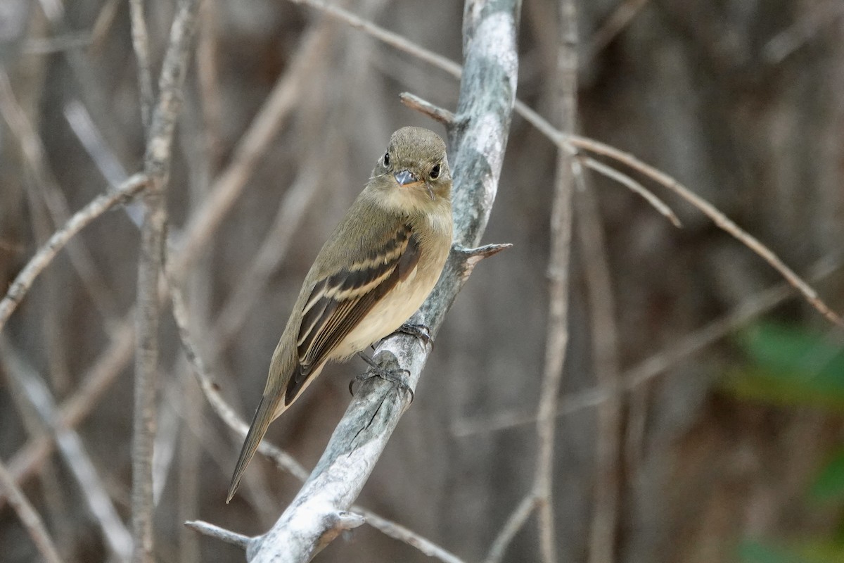 Western Flycatcher (Cordilleran) - ML641727968
