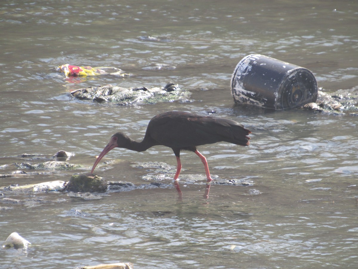 Bare-faced Ibis - ML641727984