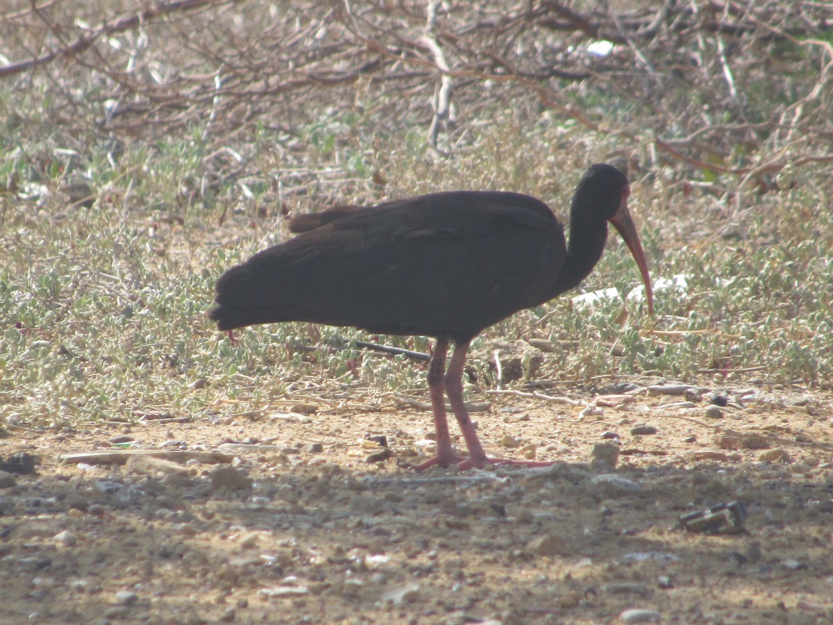 Bare-faced Ibis - ML641727985