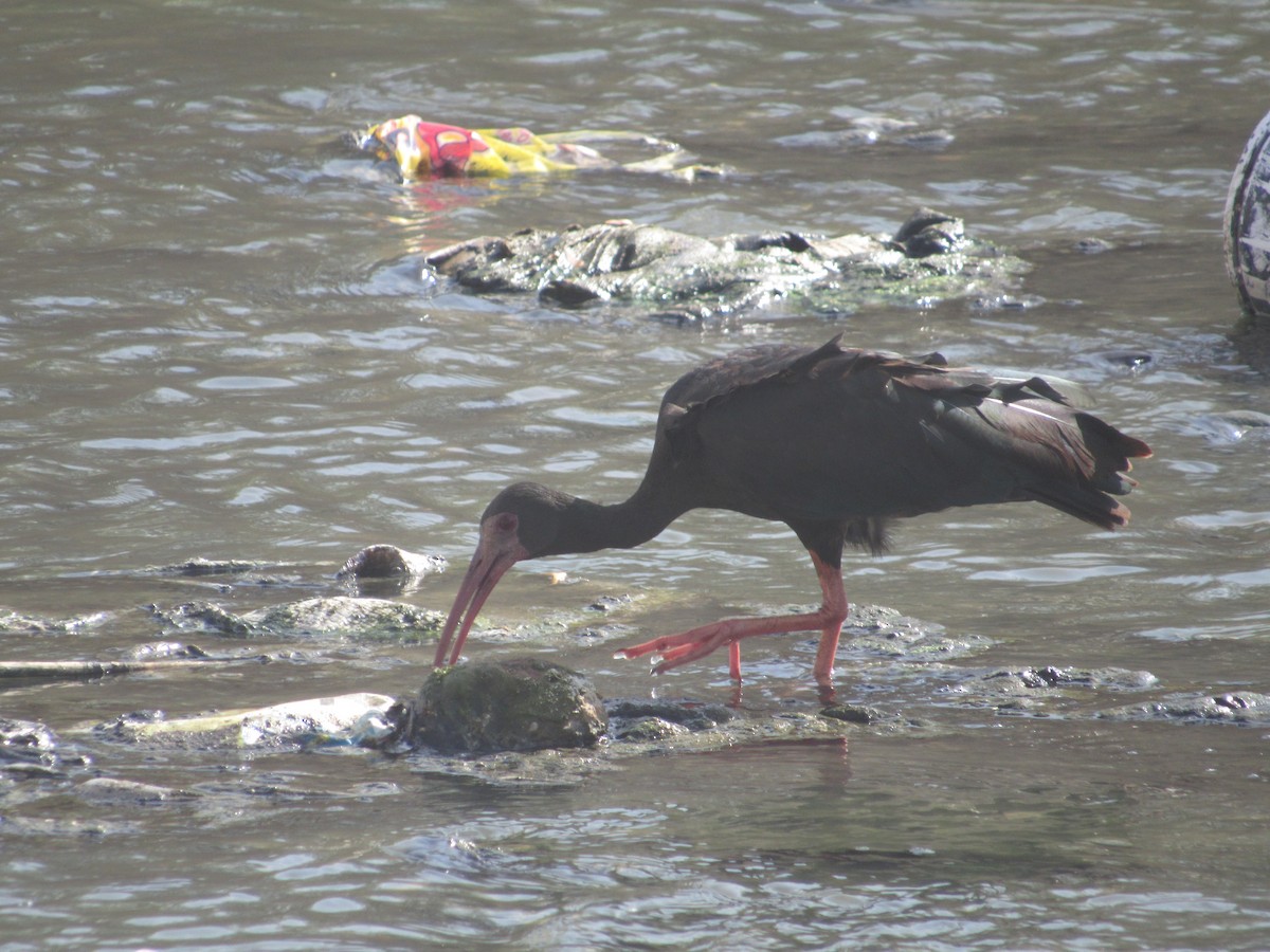 Bare-faced Ibis - ML641727986