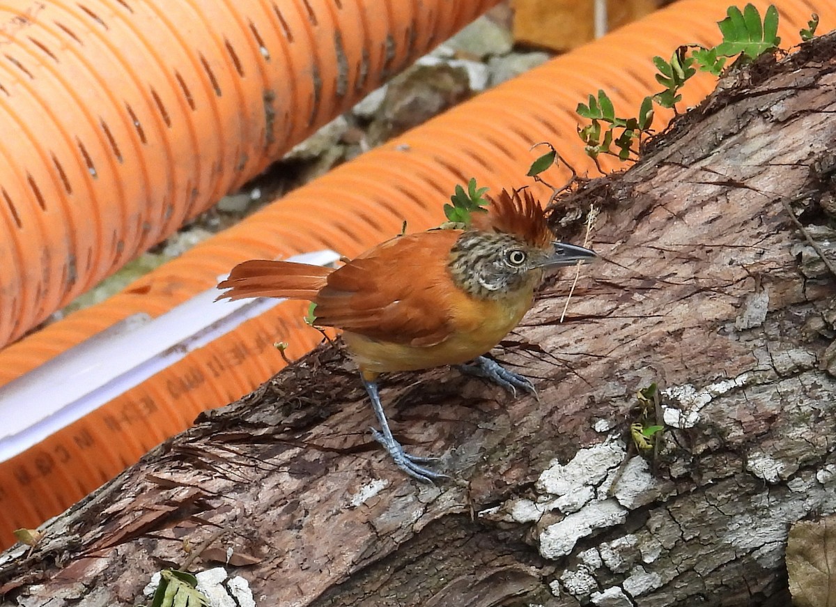 Barred Antshrike - ML641727990