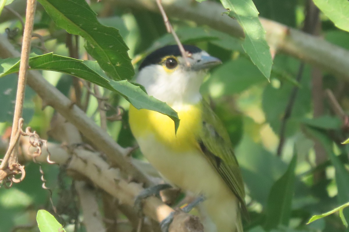 Green-backed Becard - ML641728019