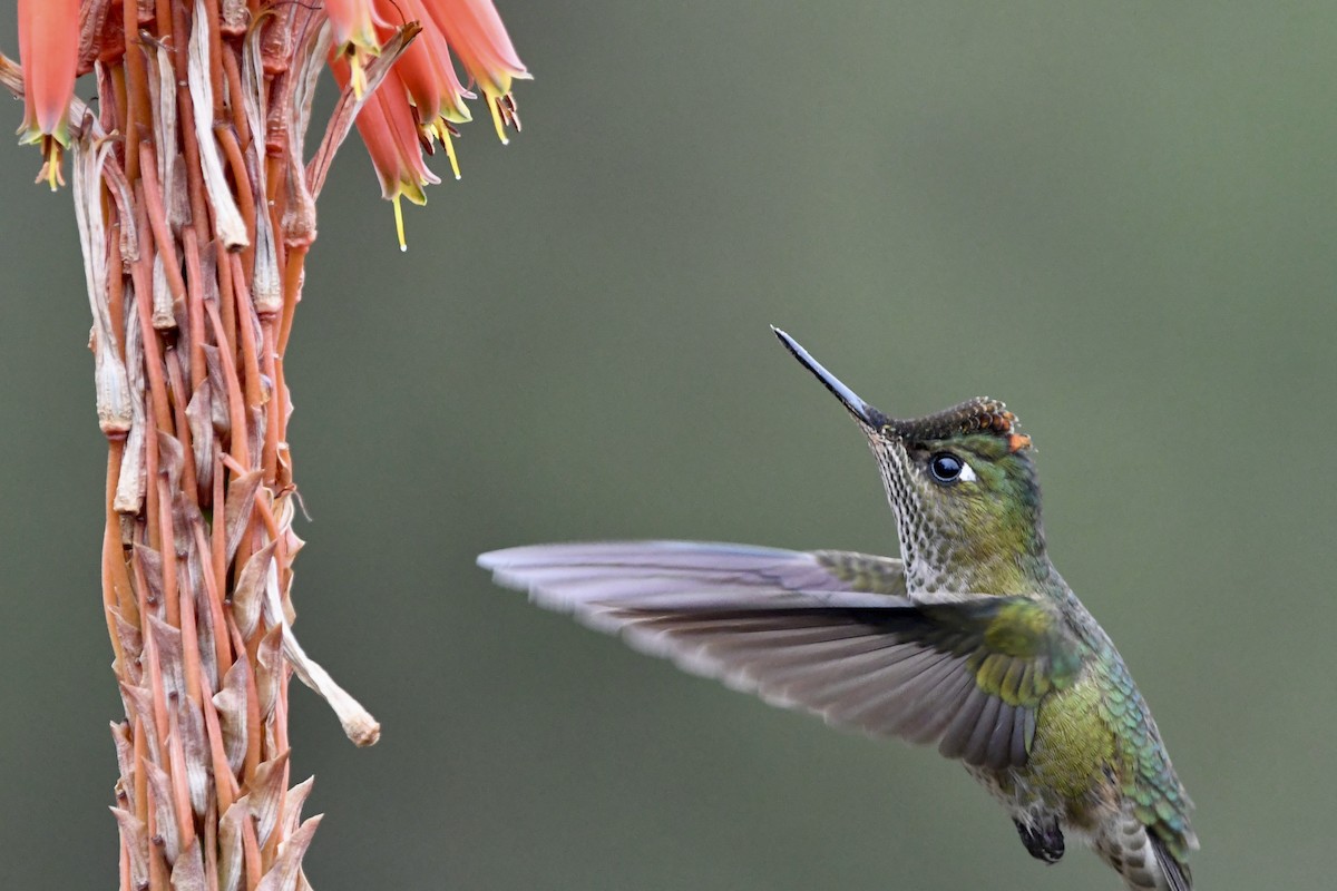 Colibrí Austral - ML641728044