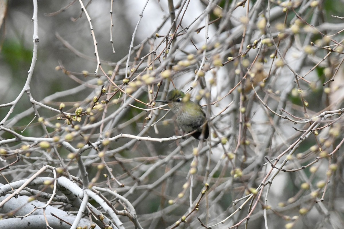 Colibrí Austral - ML641728045