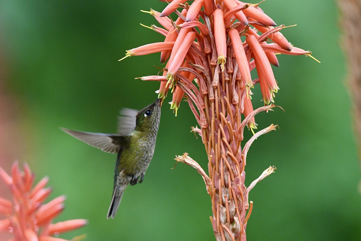 Colibrí Austral - ML641728046