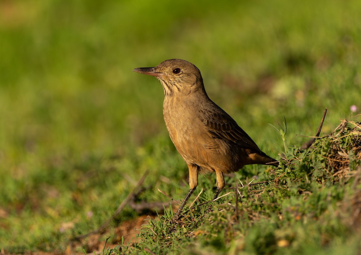 Great Shrike-Tyrant - ML641728047