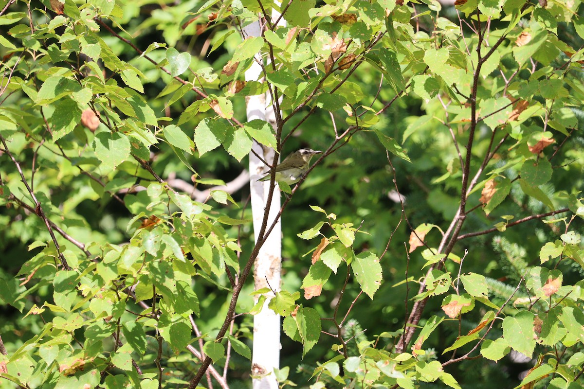 Red-eyed Vireo - ML641728055