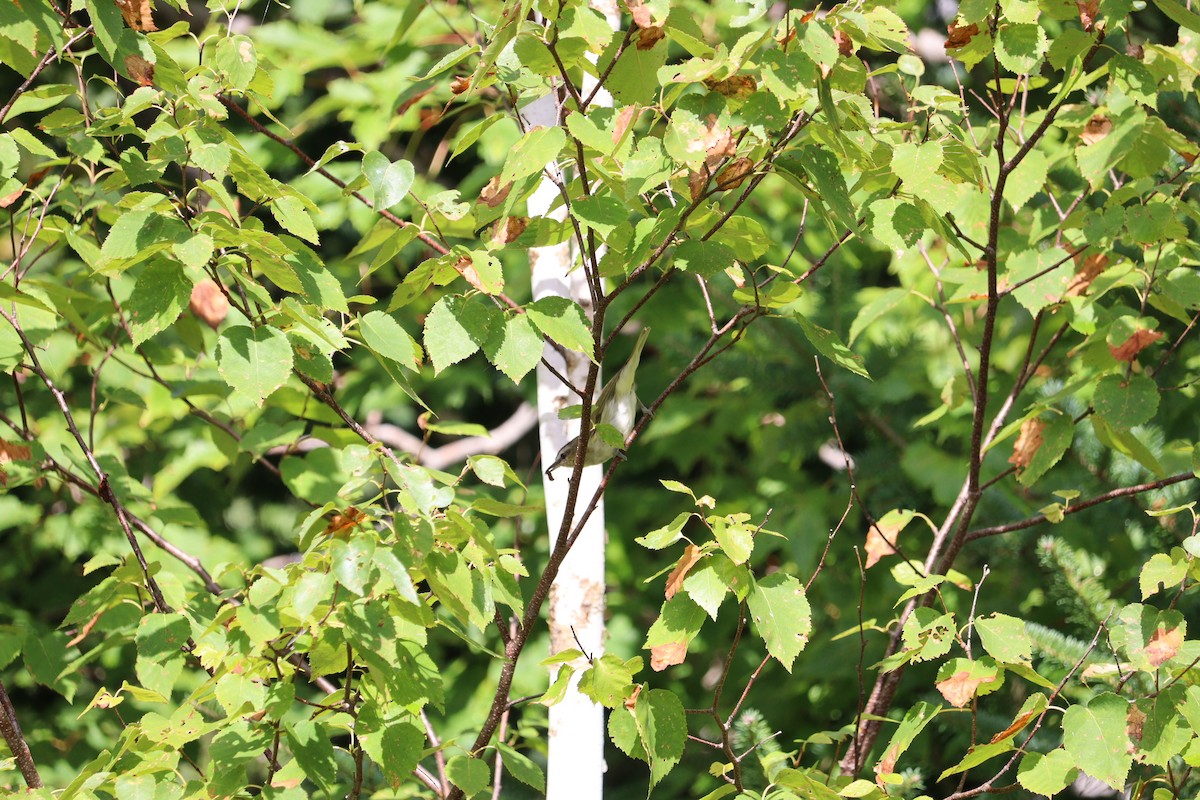 Red-eyed Vireo - ML641728056