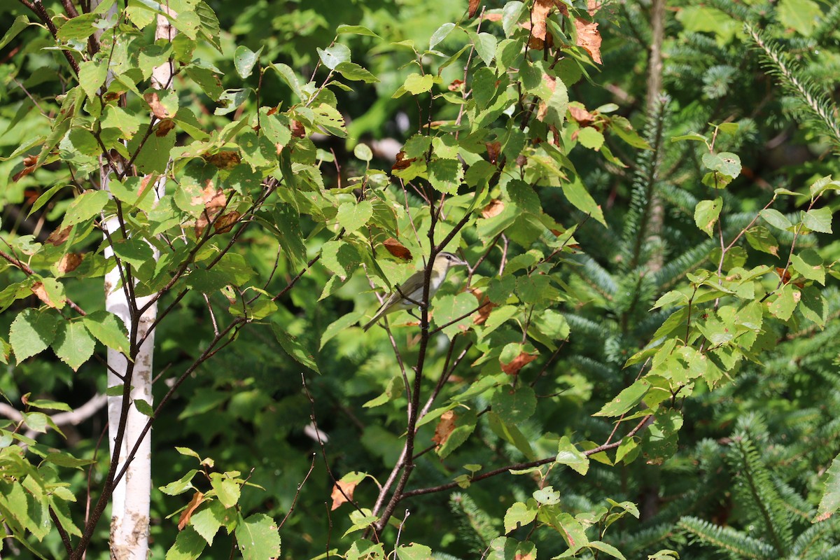 Red-eyed Vireo - ML641728057