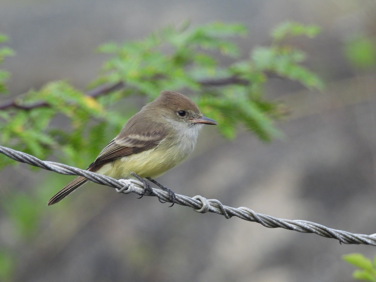 Galapagos Flycatcher - ML641728068