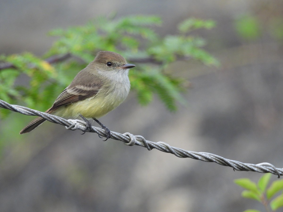 Galapagos Flycatcher - ML641728069