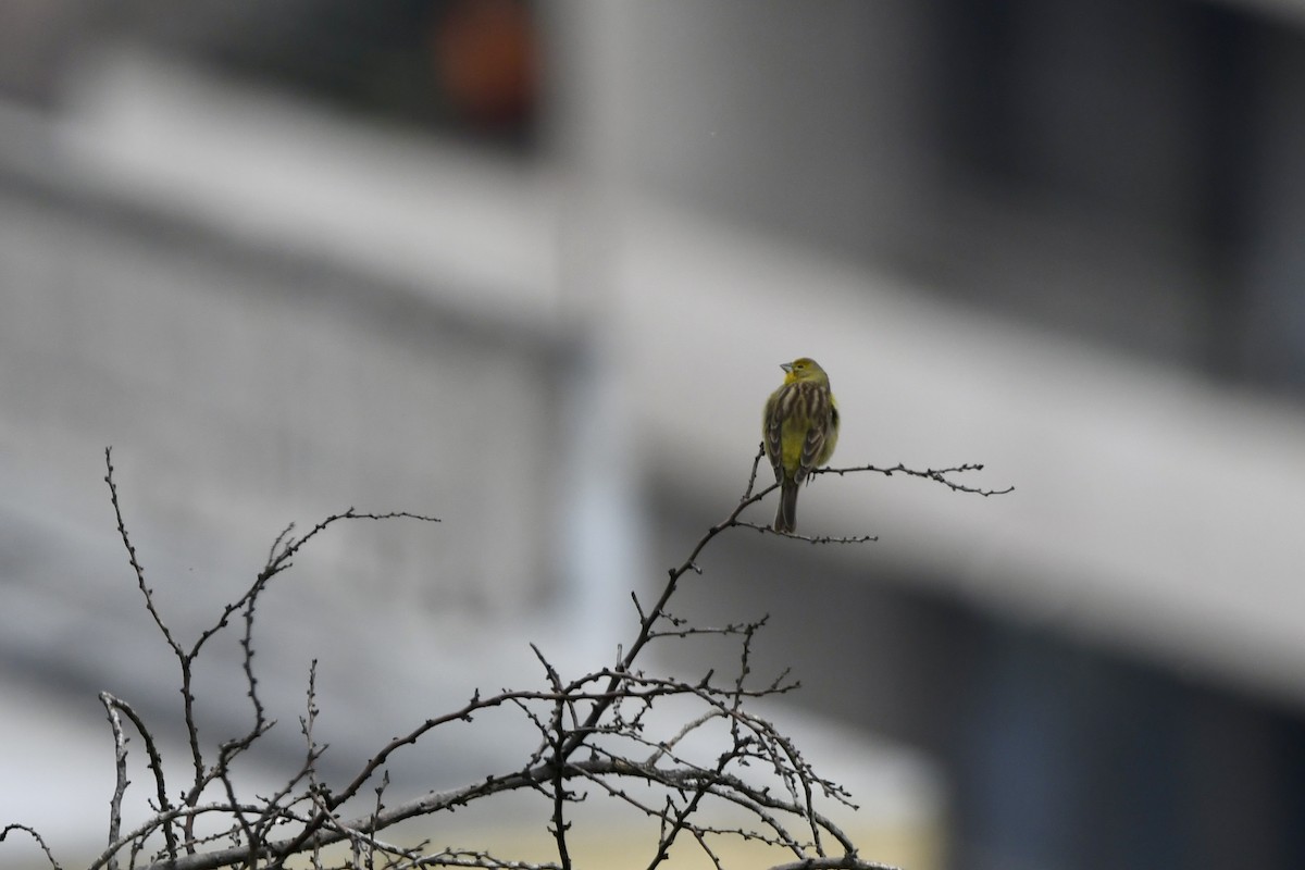 Grassland Yellow-Finch - ML641728082