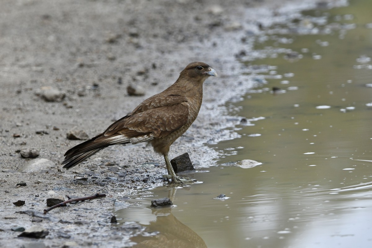 Chimango Caracara - ML641728118