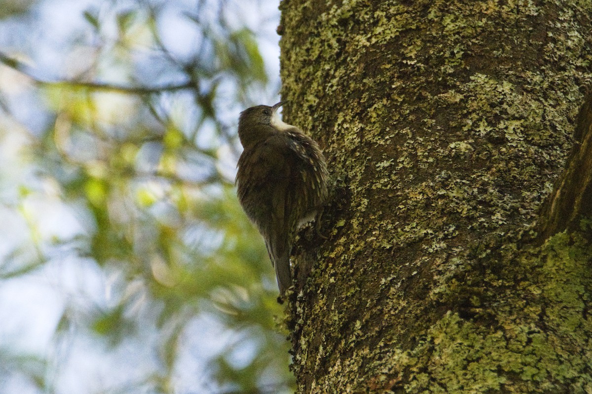 White-throated Treecreeper - ML641728144