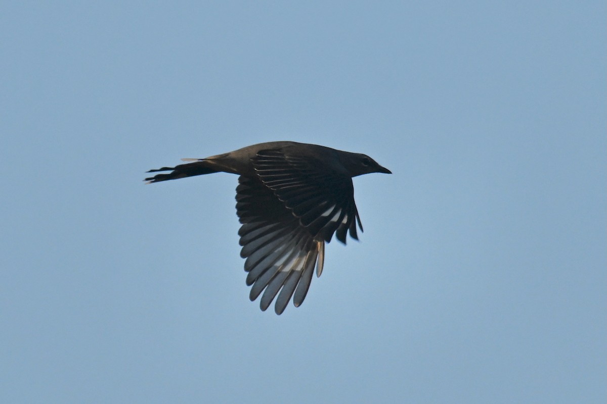 Black-winged Cuckooshrike - ML641728147