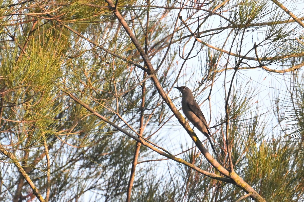 Black-winged Cuckooshrike - ML641728149