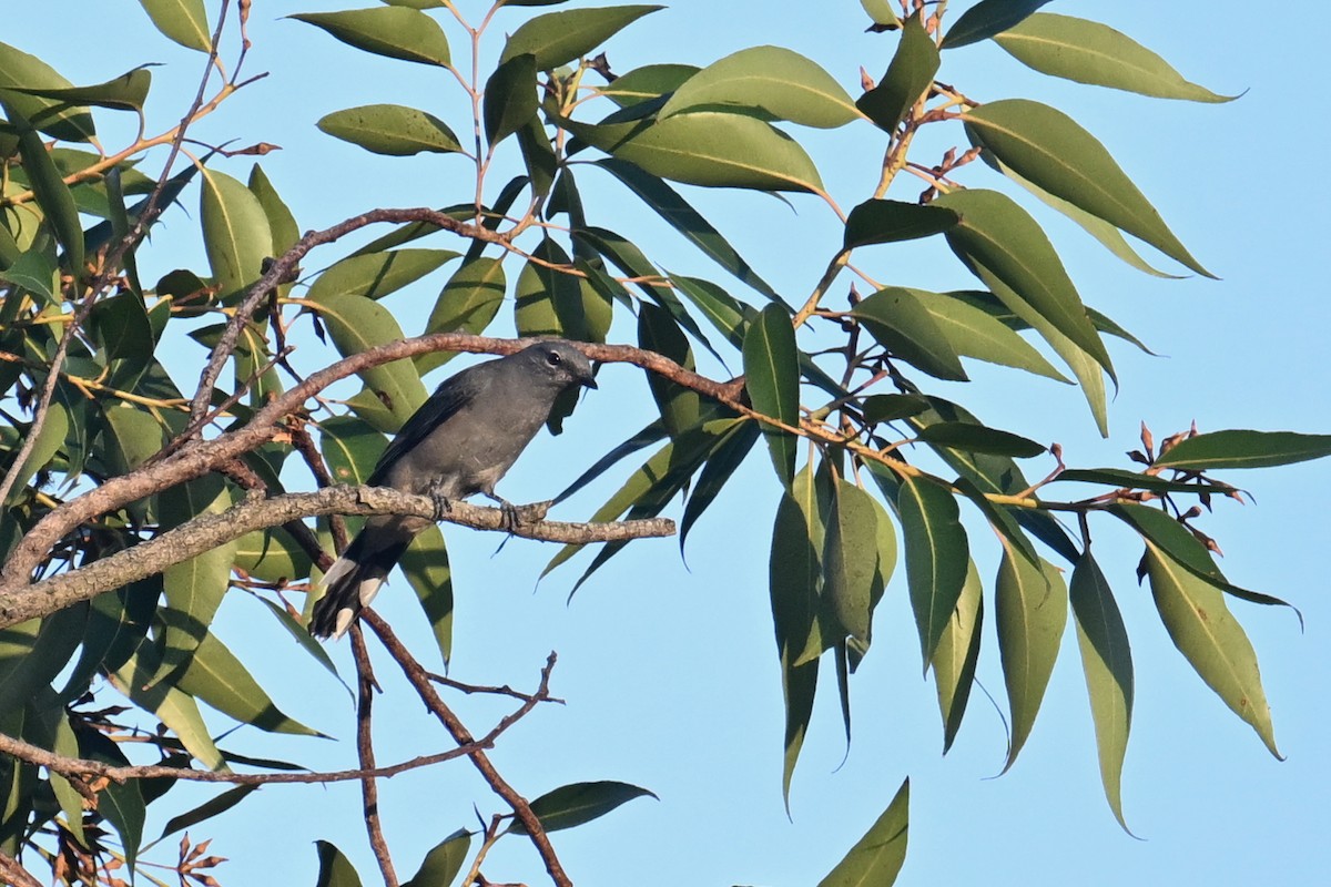 Black-winged Cuckooshrike - ML641728150