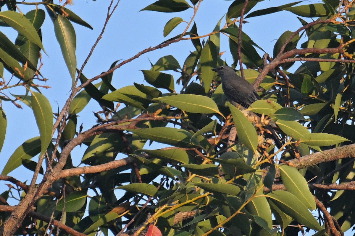 Black-winged Cuckooshrike - ML641728154