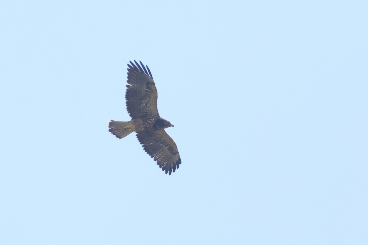 Swainson's Hawk - ML641728229