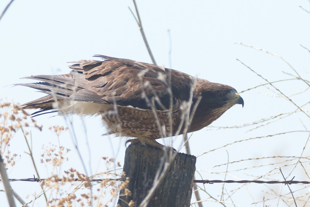 Swainson's Hawk - ML641728231