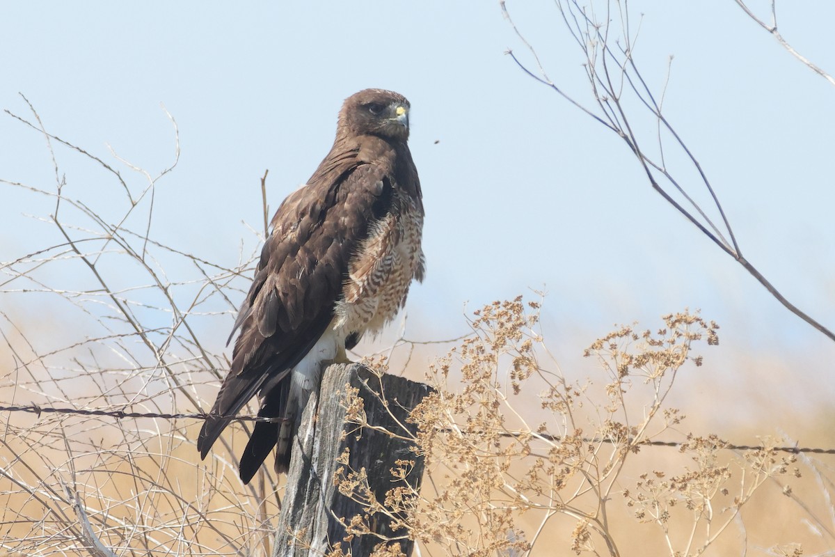 Swainson's Hawk - ML641728232