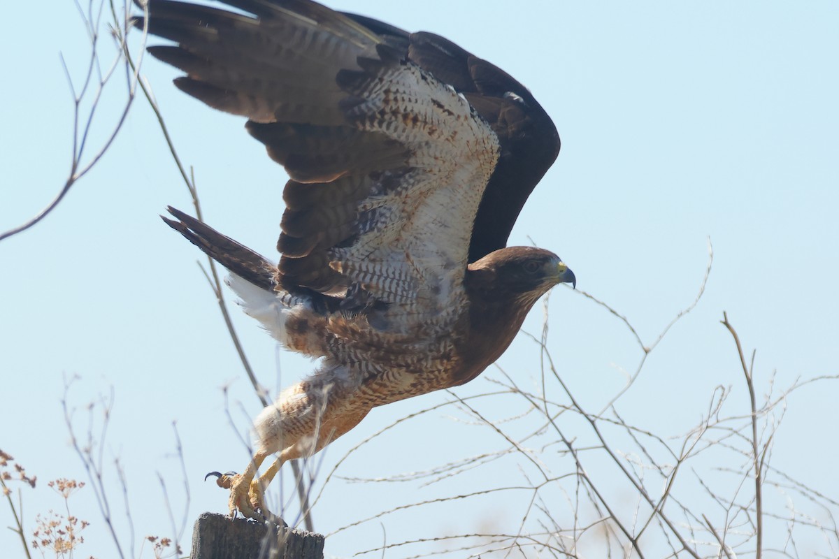 Swainson's Hawk - ML641728233