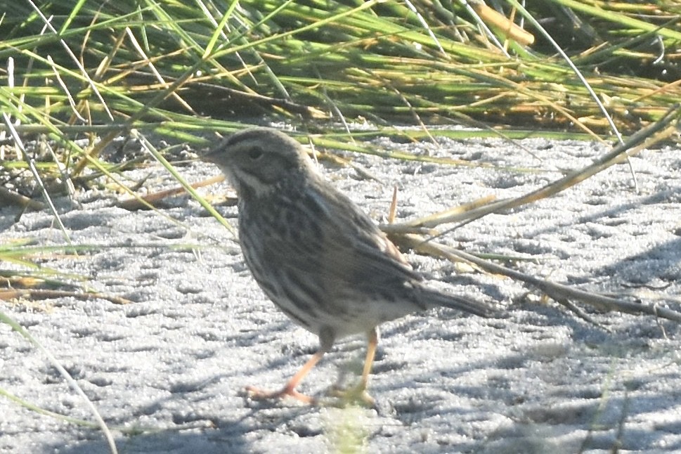 Savannah Sparrow - ML641728240