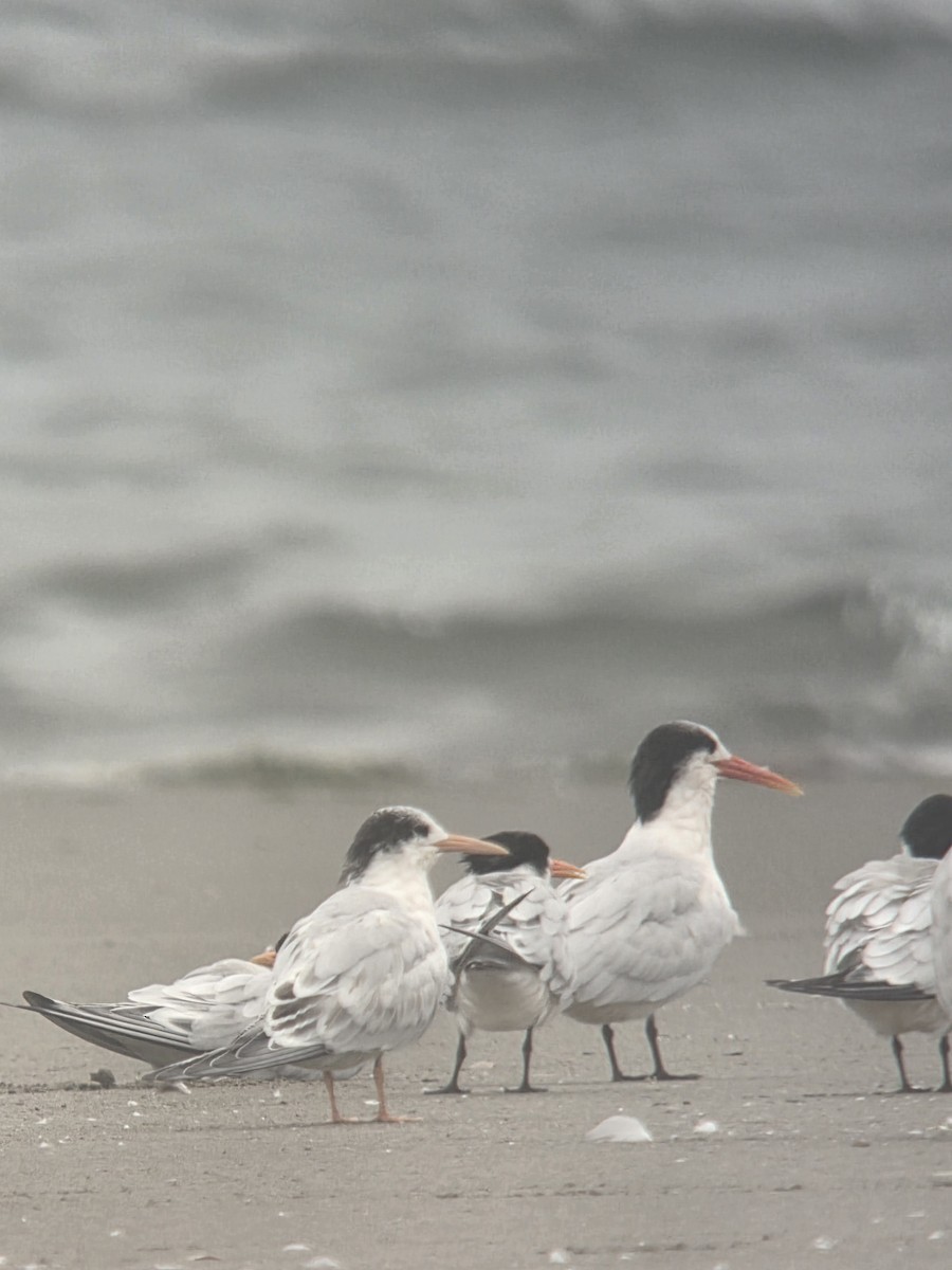 Elegant Tern - ML641728252