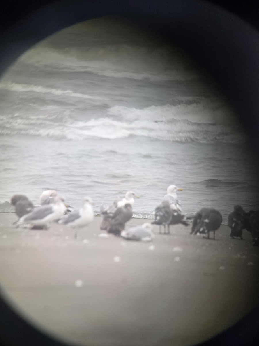 American Herring Gull - ML641728293