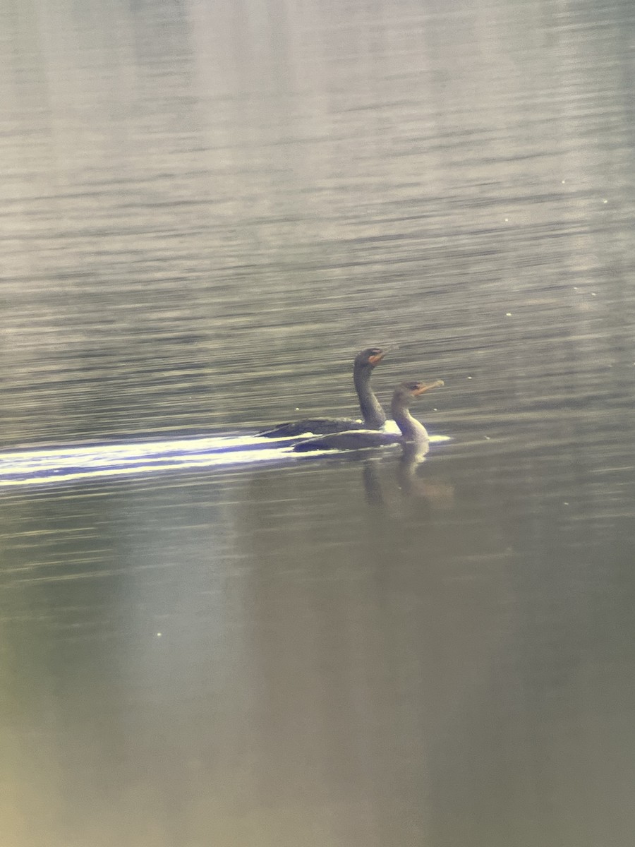 Double-crested Cormorant - ML641728300