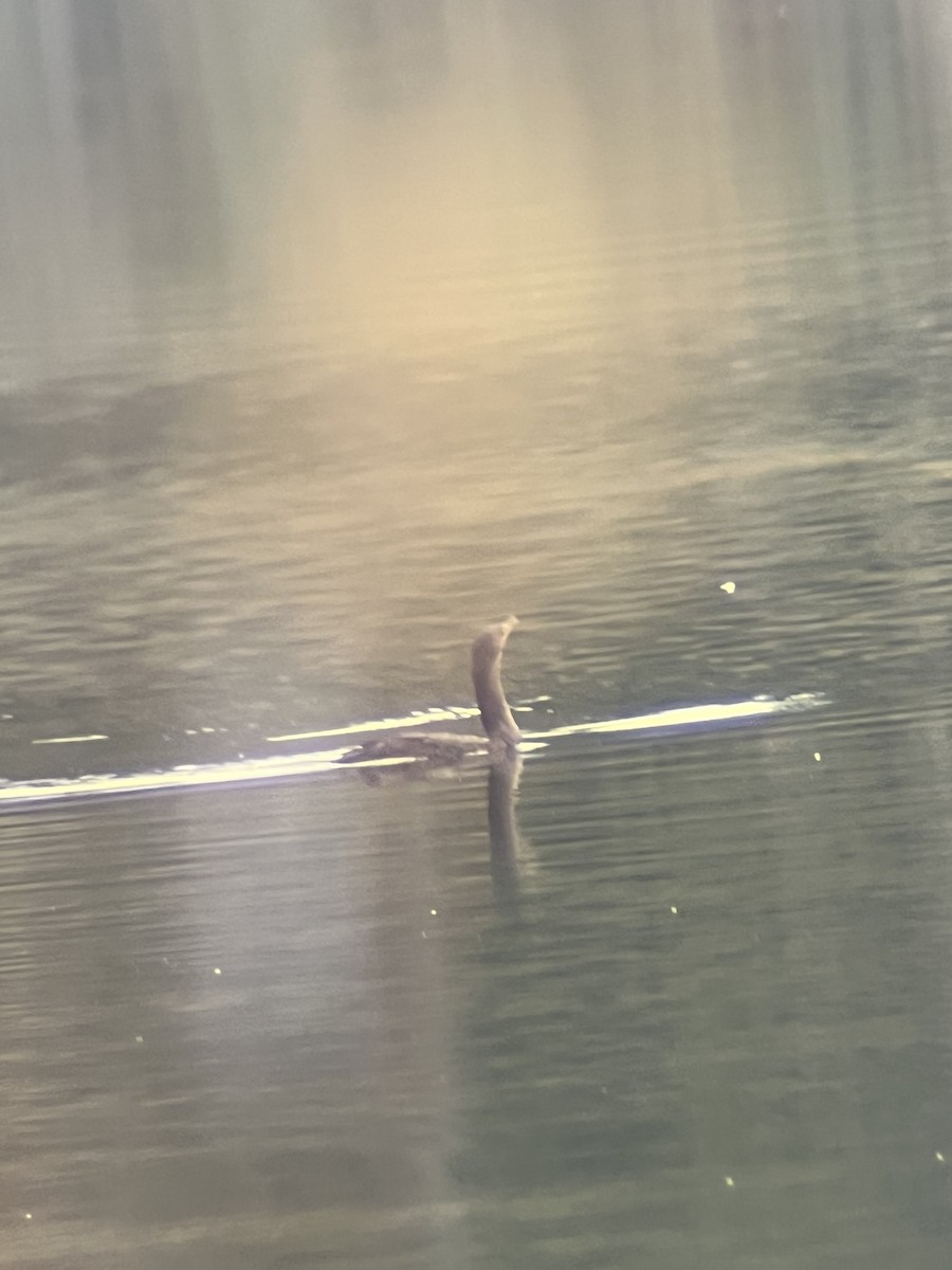 Double-crested Cormorant - ML641728301