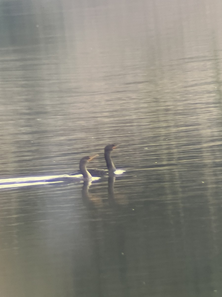 Double-crested Cormorant - ML641728303