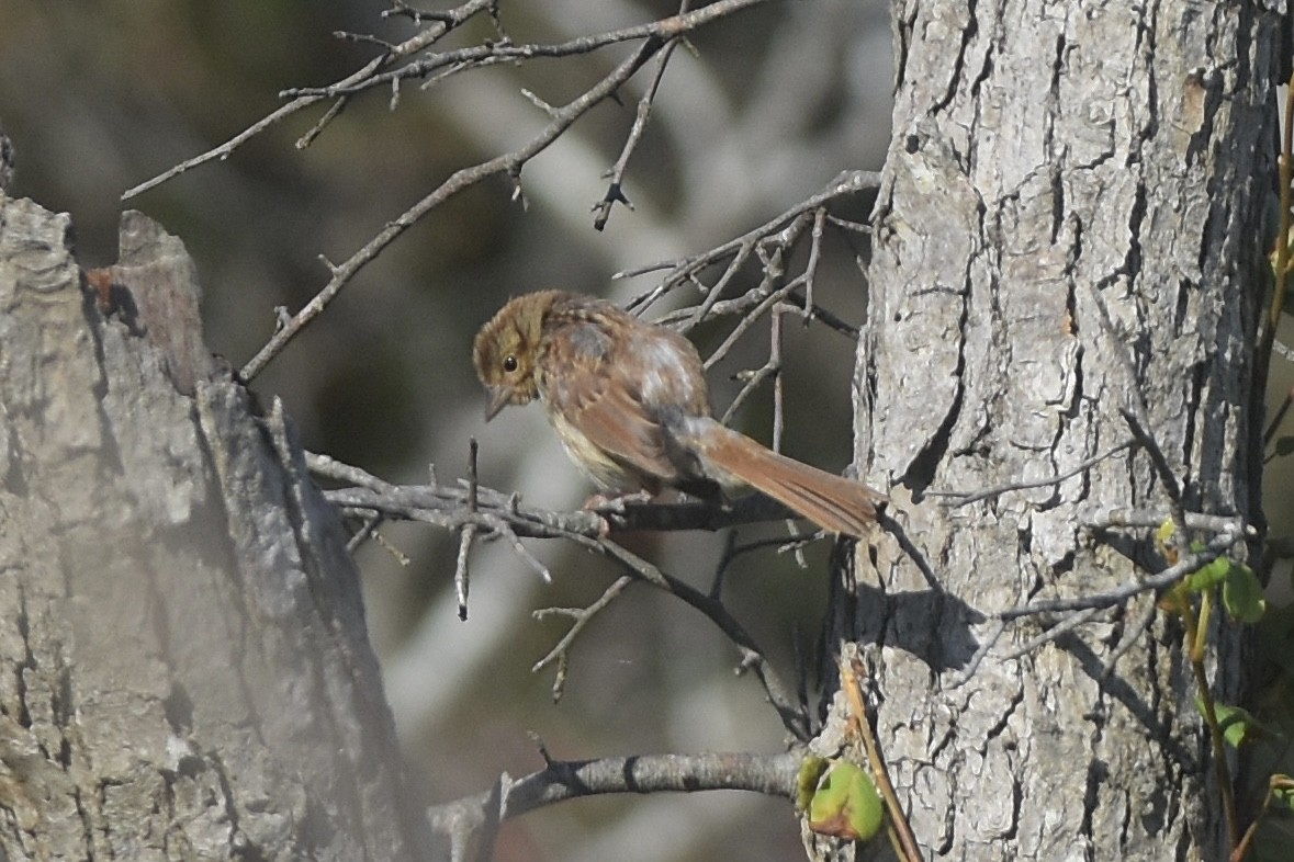 Swamp Sparrow - ML641728334