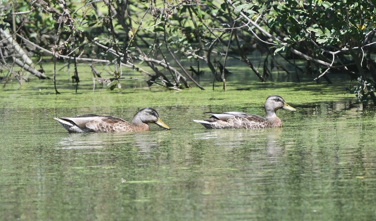American Black Duck - ML641728343