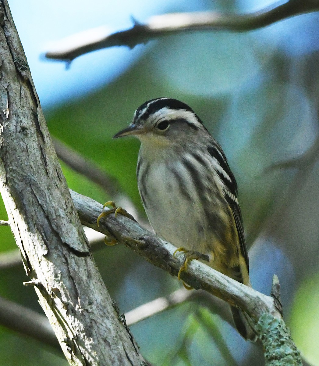 Black-and-white Warbler - ML641728344