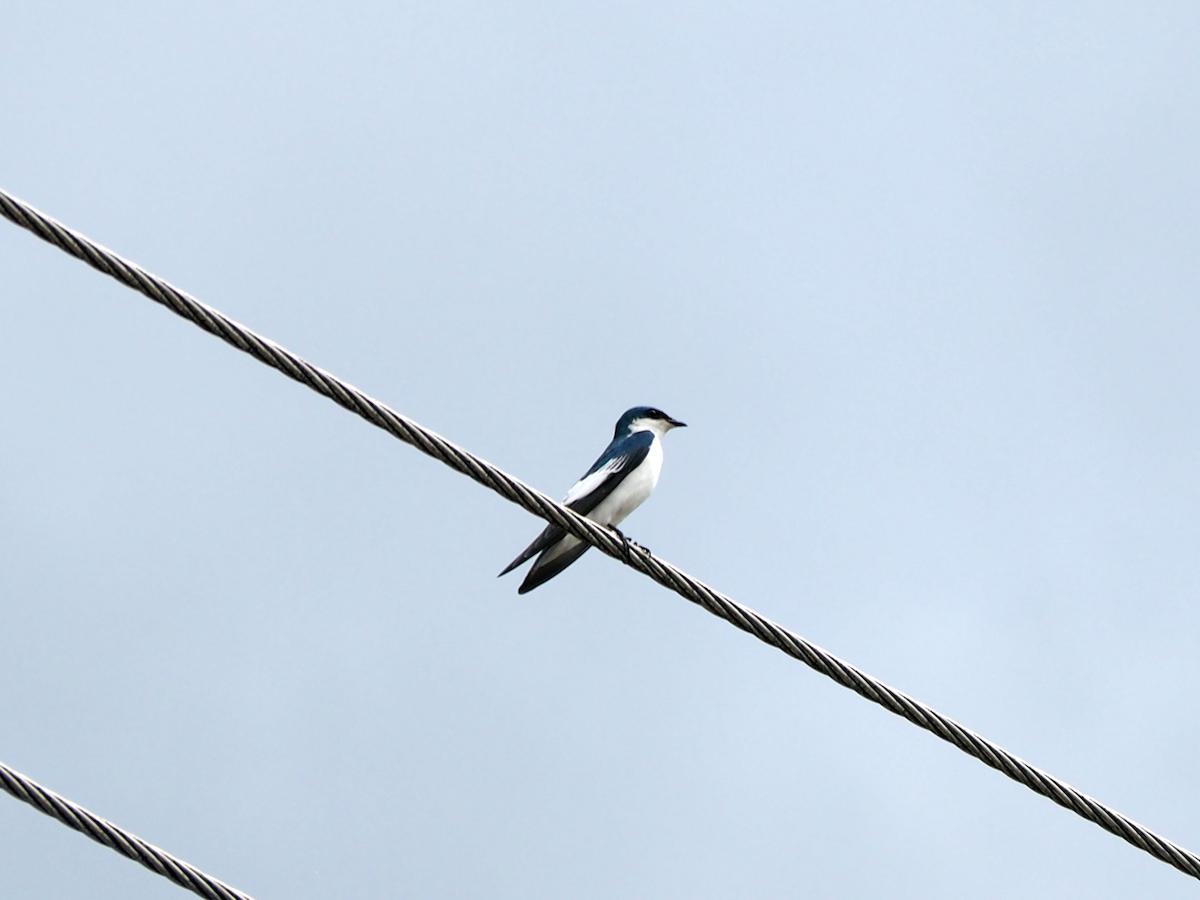 White-winged Swallow - ML641728353