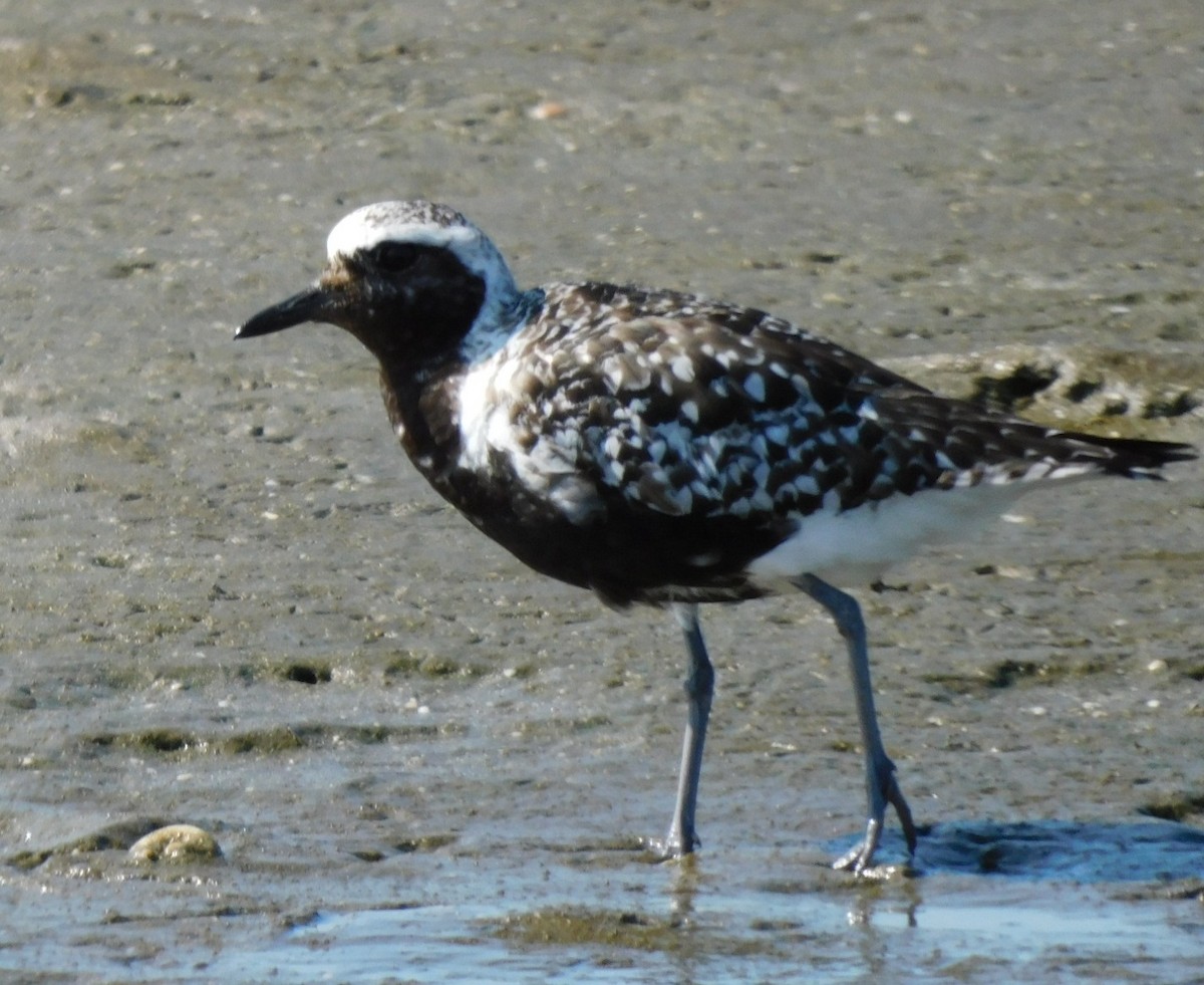 Black-bellied Plover - ML641728377
