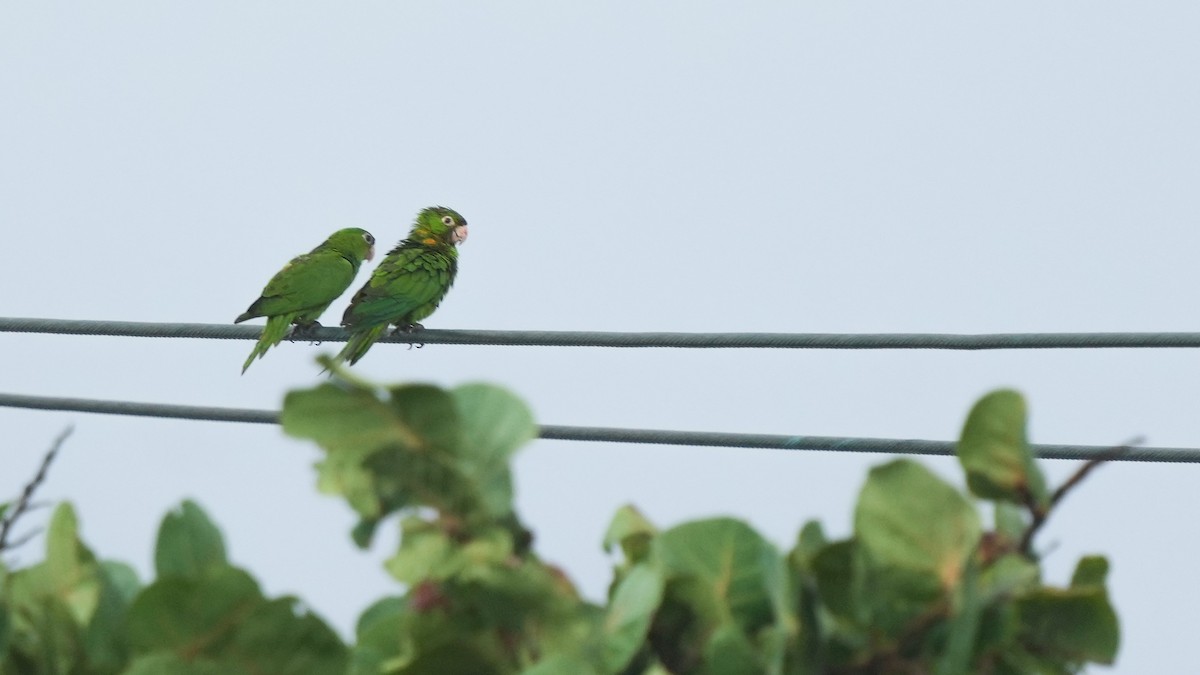 White-eyed Parakeet - ML641728378