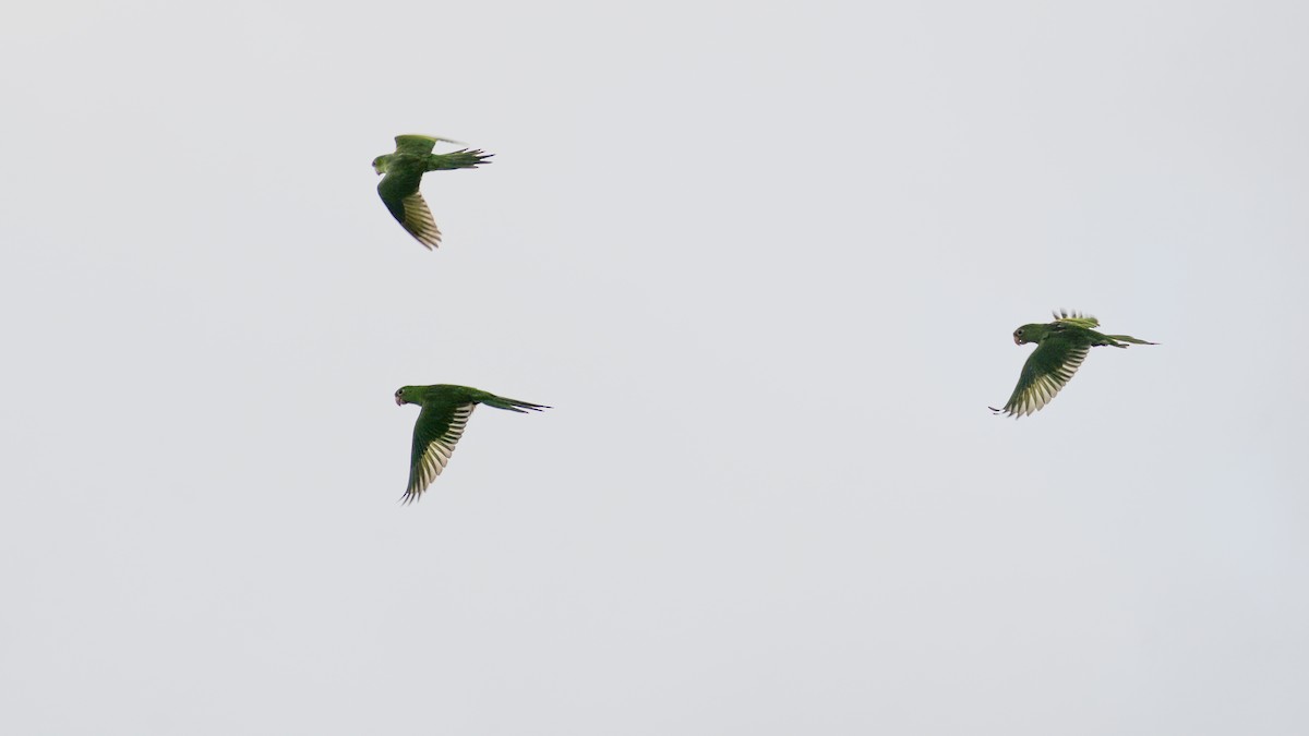 White-eyed Parakeet - ML641728379