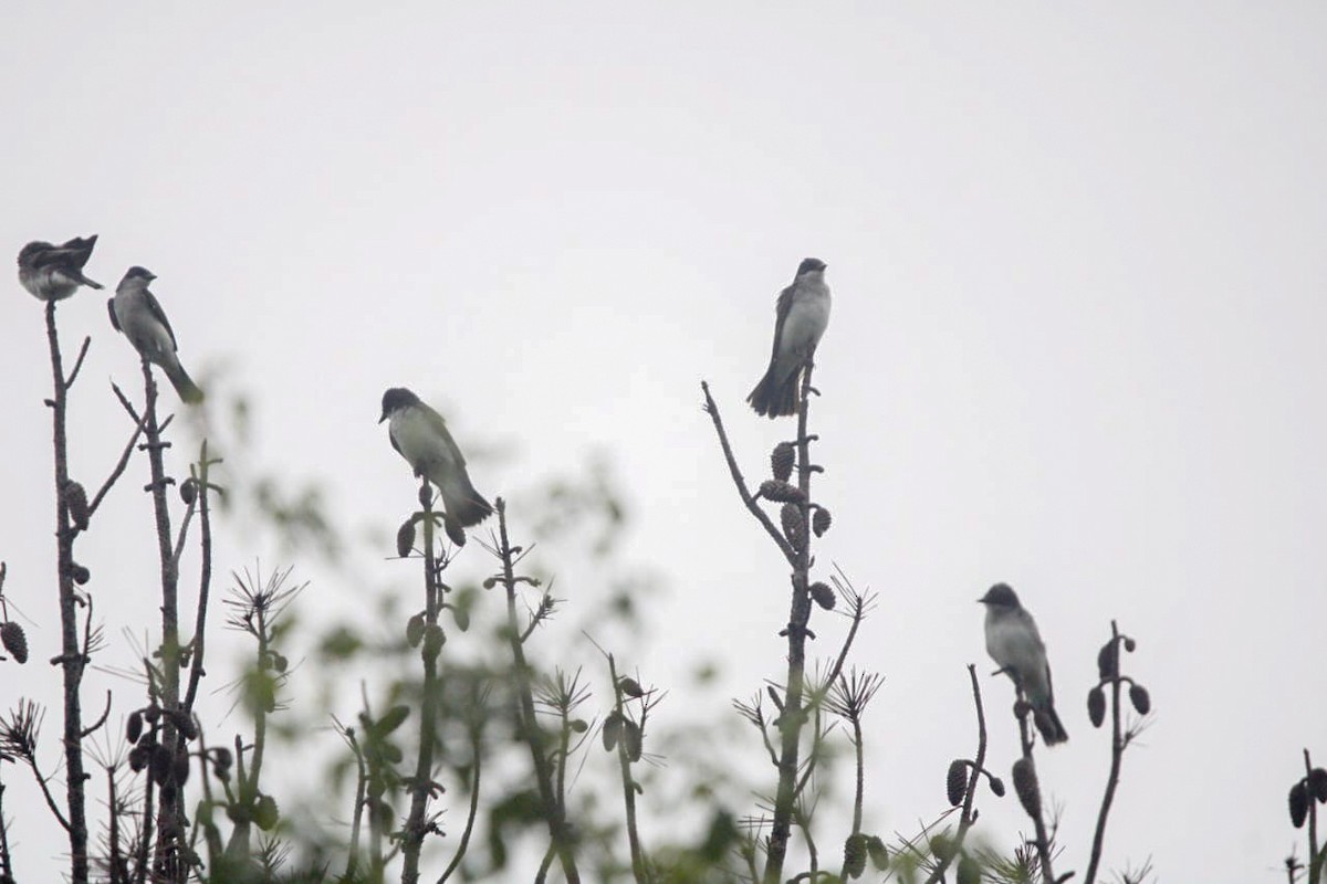 Eastern Kingbird - ML641728380
