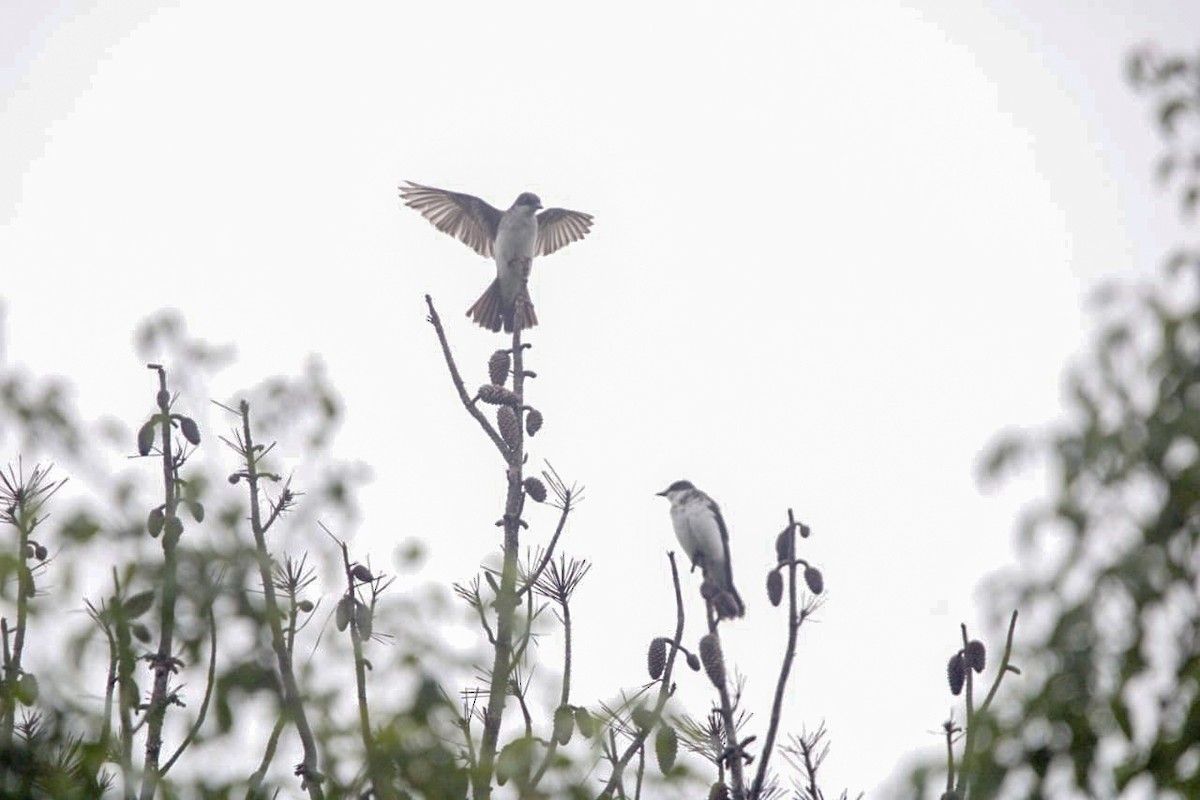 Eastern Kingbird - ML641728381