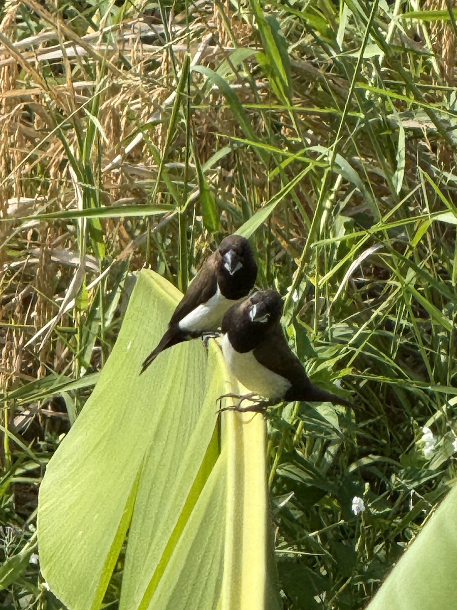 Javan Munia - ML641728432