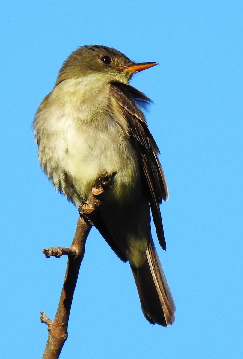 Eastern Wood-Pewee - ML641728465