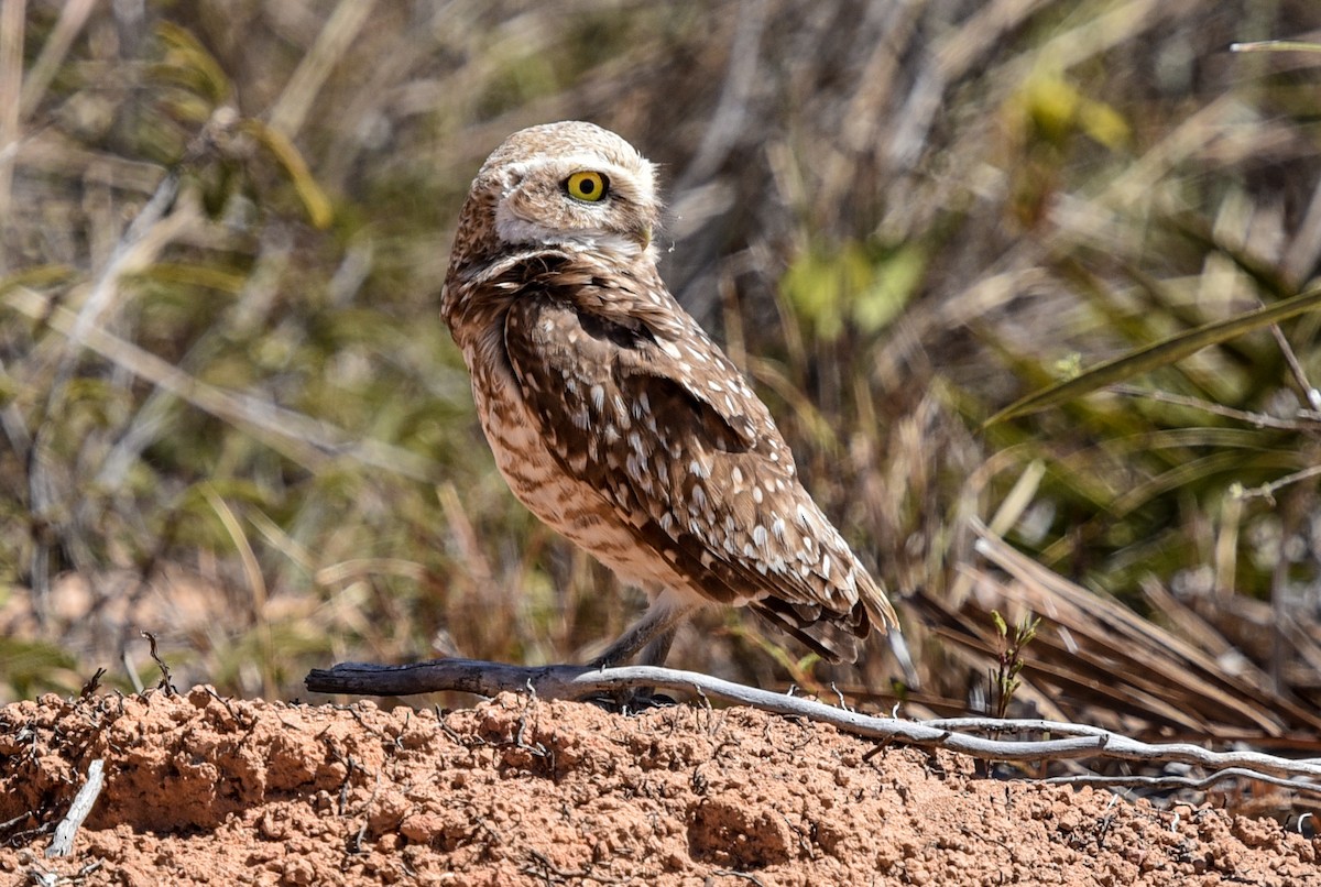 Burrowing Owl (grallaria) - ML641728480