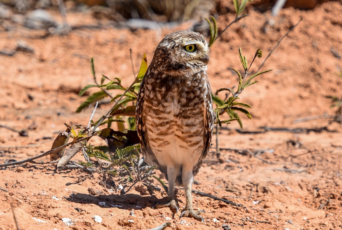 Burrowing Owl (grallaria) - ML641728481