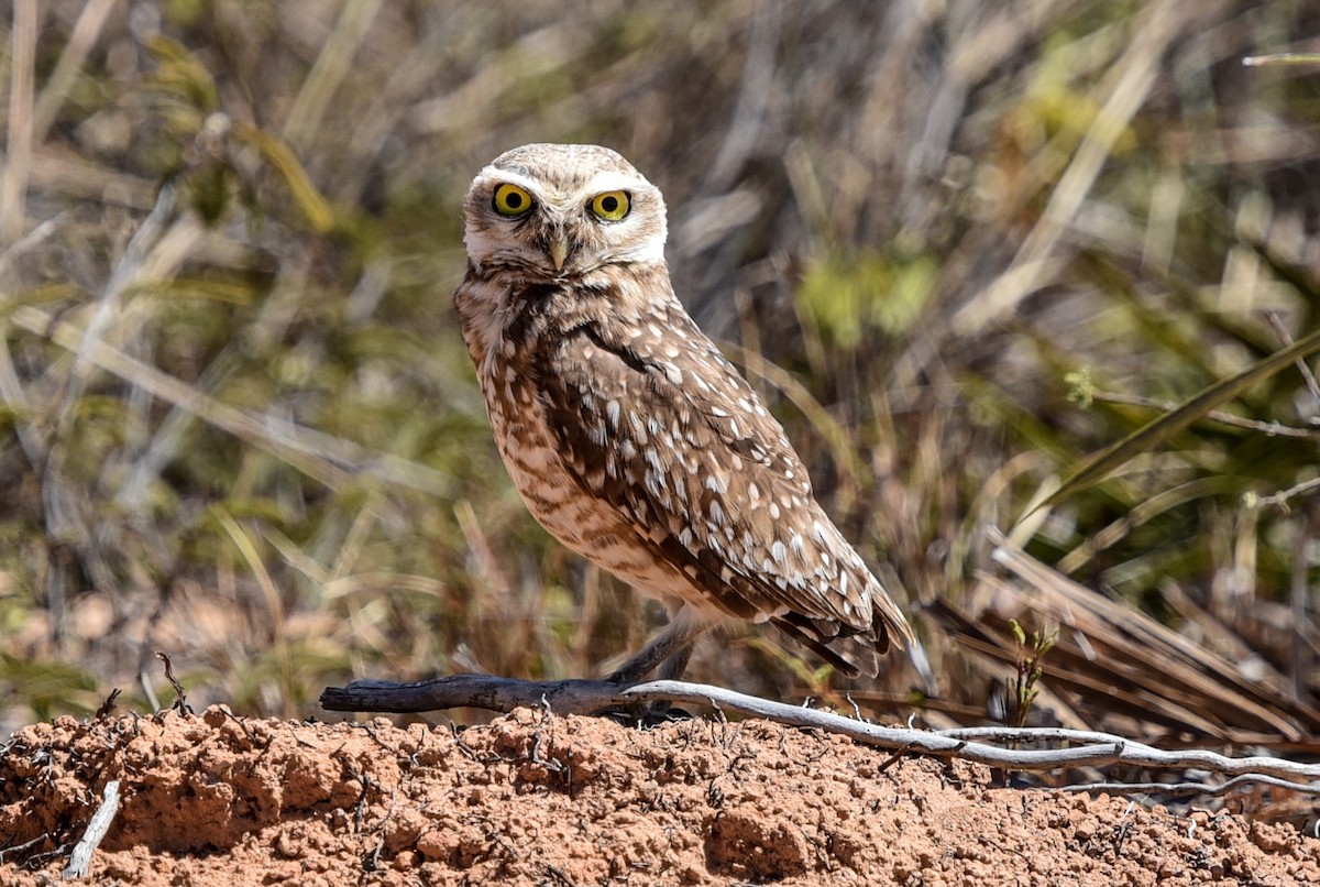 Burrowing Owl (grallaria) - ML641728483